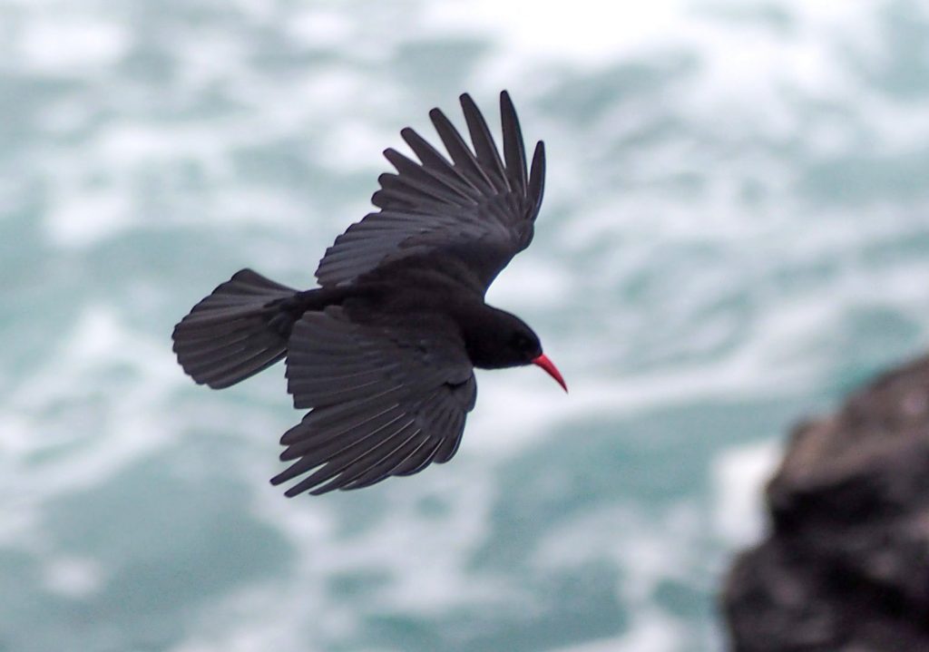 "Cornish" Chough