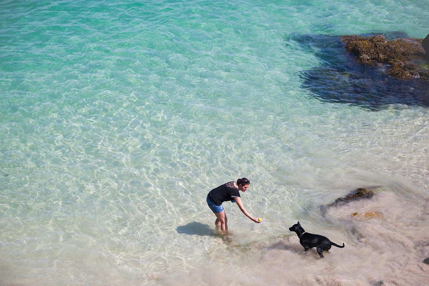 Aspects Dog Walking