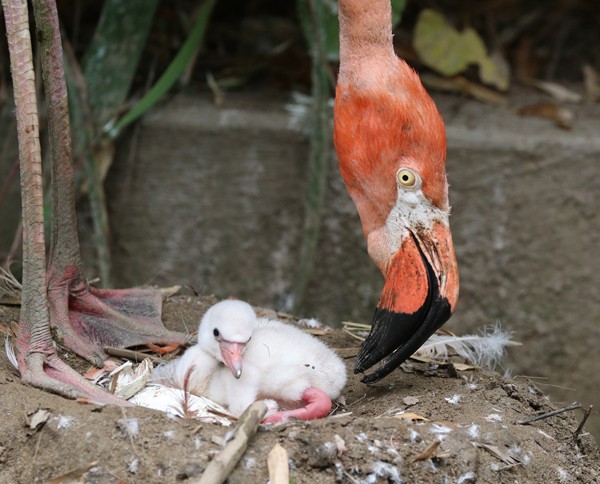 Flamingo 3