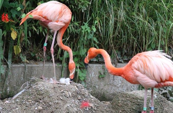 Flamingo 5