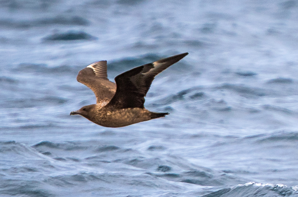 Great Skua