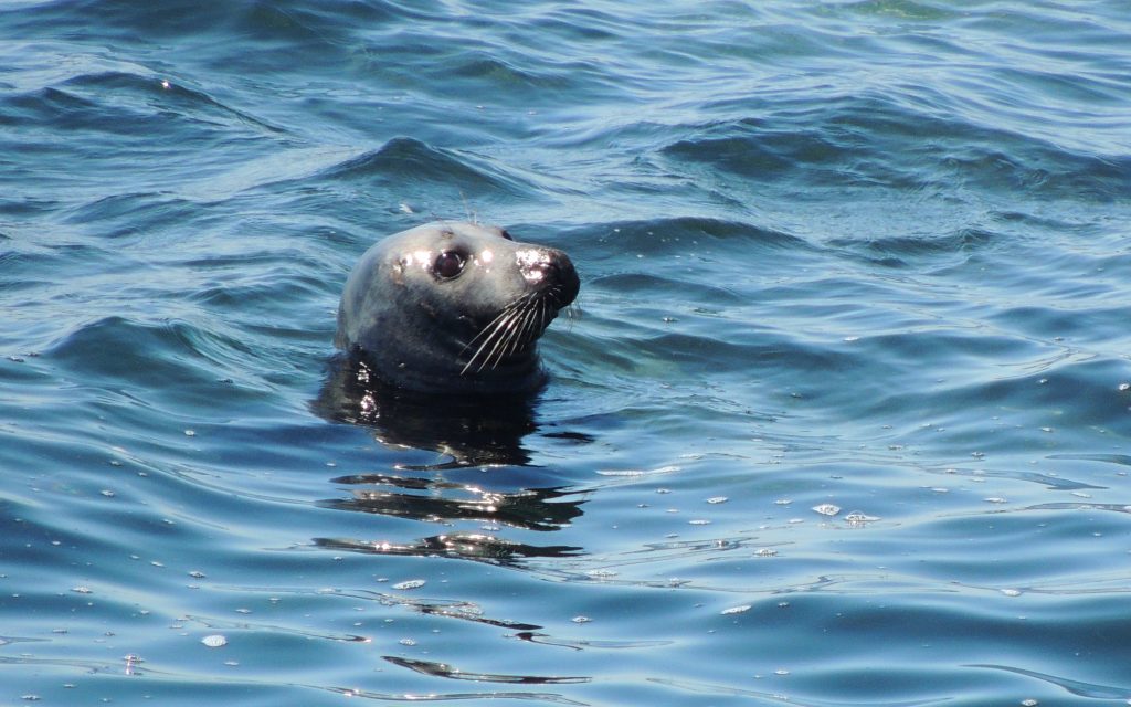 Seal1