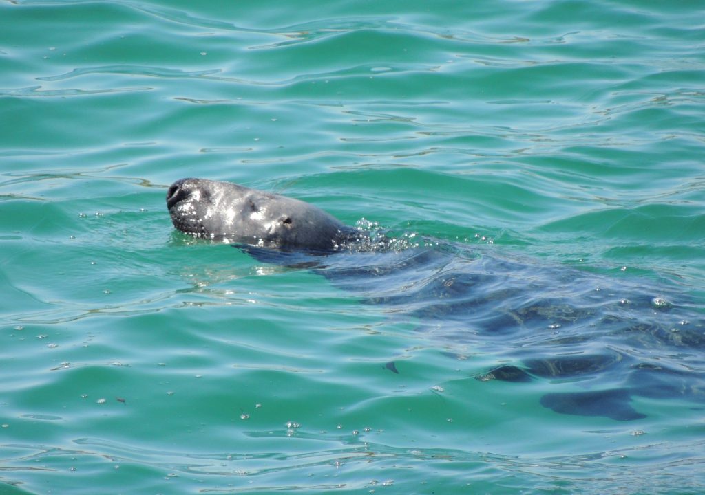 Seal2